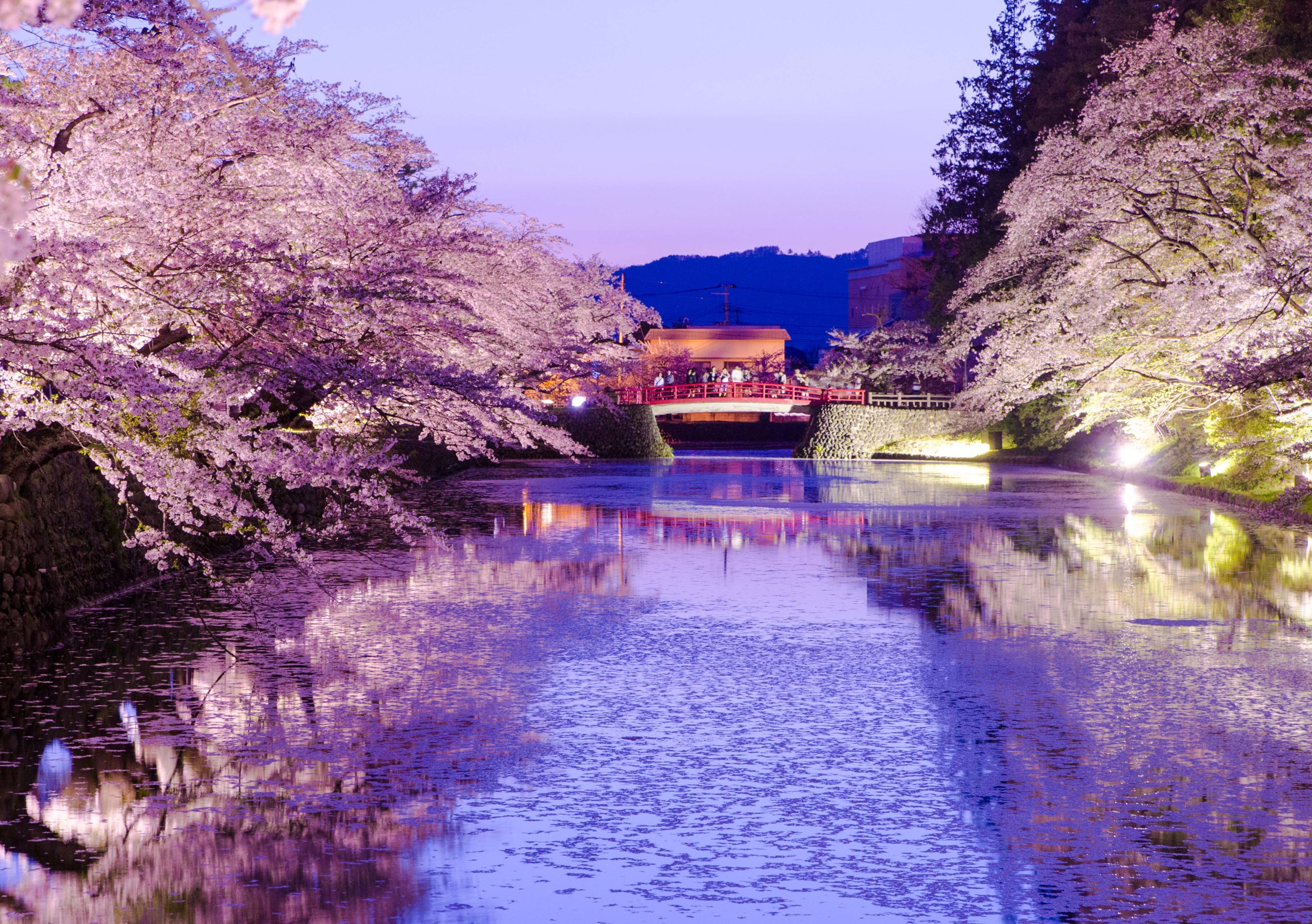 米沢城址公園の桜ライトアップ